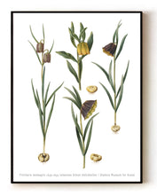 Load image into Gallery viewer, Fritillaria meleagris (1649-1659) – Botanical Art by Johannes Simon Holtzbecher– 16x20" (40x50 cm)