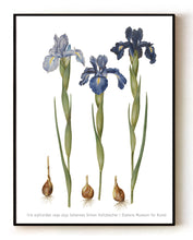 Load image into Gallery viewer, Iris xiphioides (1649-1659) – Botanical Art by Johannes Simon Holtzbecher– 16x20" (40x50 cm)