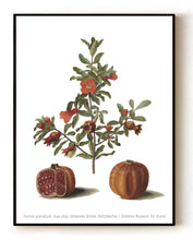 Load image into Gallery viewer, Punica granatum (1649-1659) – Botanical Art by Johannes Simon Holtzbecher– 16x20" (40x50 cm)