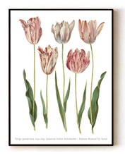 Load image into Gallery viewer, Tulipa gesneriana (1649-1659) Botanical Art Print by Johannes Simon Holtzbecker – 16x20" (40x50 cm)