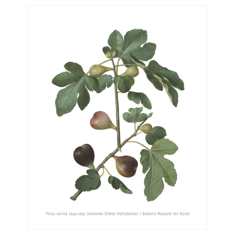 Ficus carica (1649-1959) – Botanical Art by Johannes Simon Holtzbecher – 16x20" (40x50 cm)