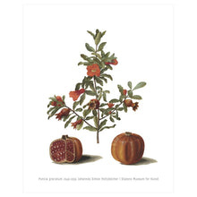 Load image into Gallery viewer, Punica granatum (1649-1659) – Botanical Art by Johannes Simon Holtzbecher– 16x20&quot; (40x50 cm)
