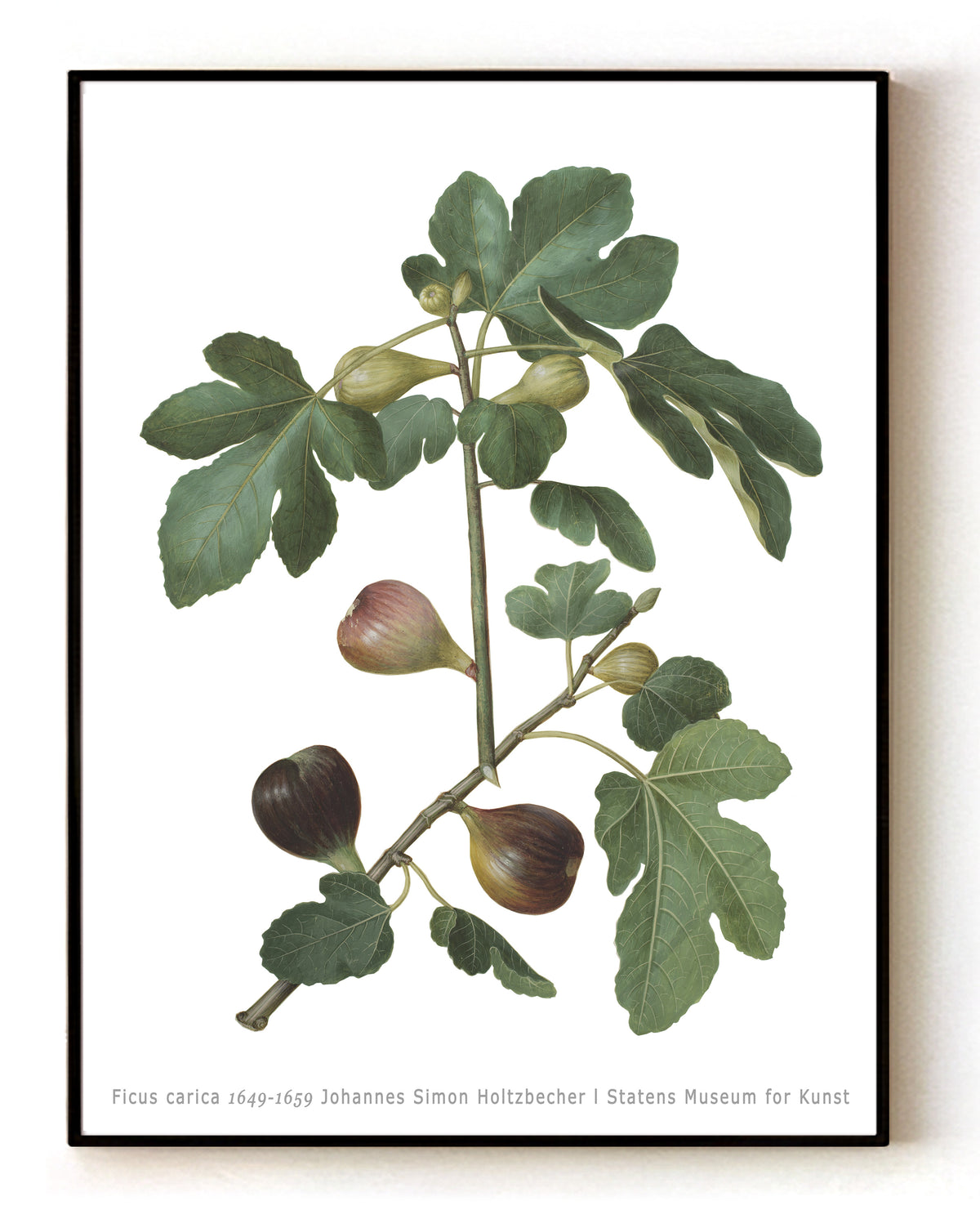 Ficus carica (1649-1959) – Botanical Art by Johannes Simon Holtzbecher – 16x20" (40x50 cm)
