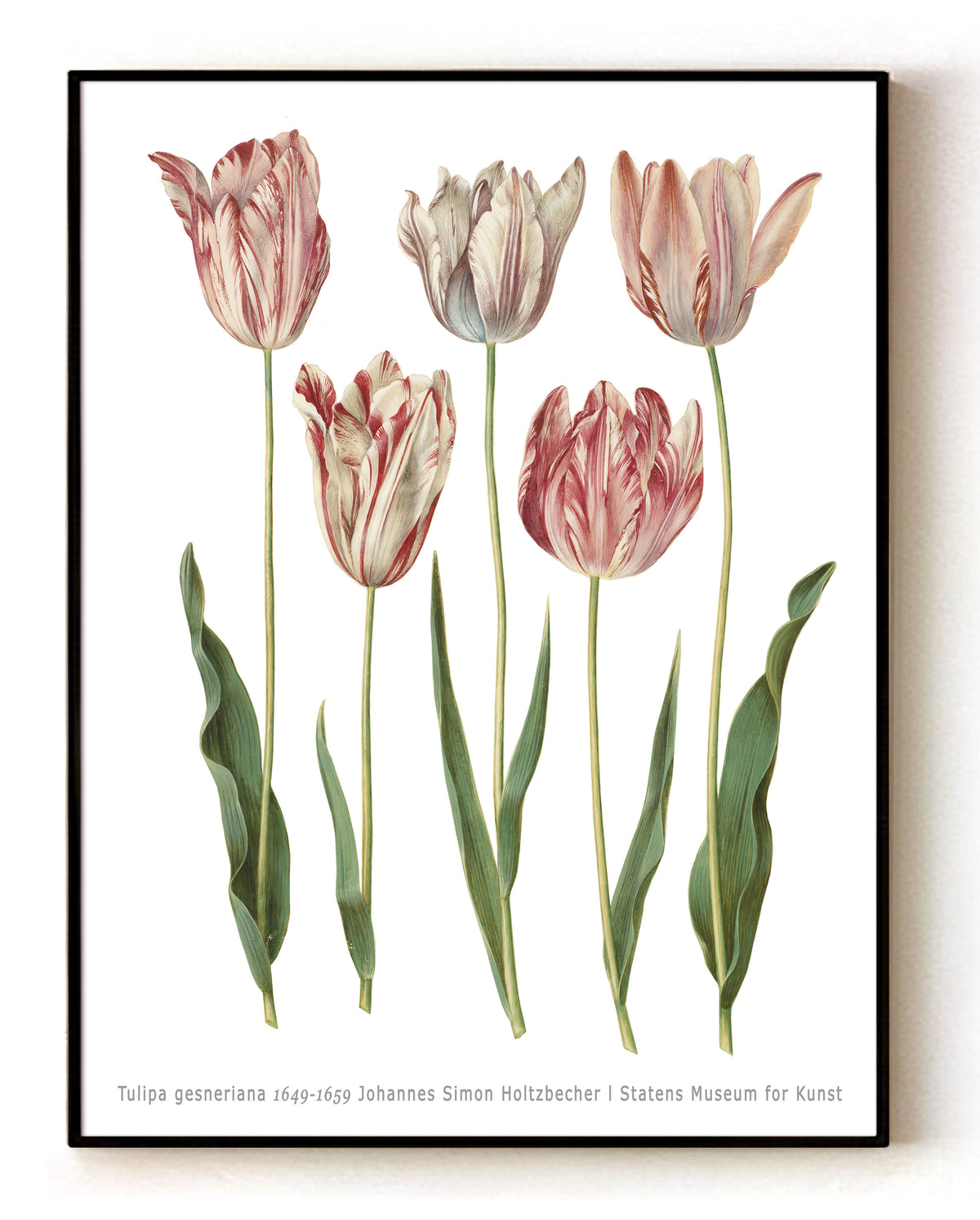 Tulipa gesneriana (1649-1659) Botanical Art Print by Johannes Simon Holtzbecker – 16x20" (40x50 cm)