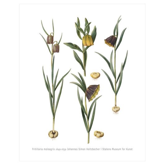 Fritillaria meleagris (1649-1659) – Botanical Art by Johannes Simon Holtzbecher– 16x20" (40x50 cm)