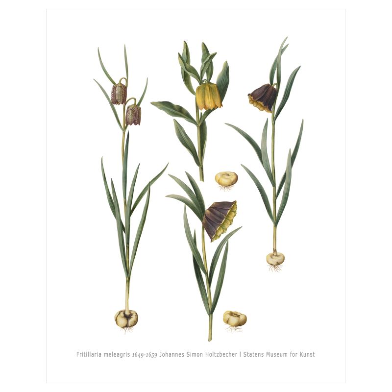 Fritillaria meleagris (1649-1659) – Botanical Art by Johannes Simon Holtzbecher– 16x20