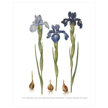 Load image into Gallery viewer, Iris xiphioides (1649-1659) – Botanical Art by Johannes Simon Holtzbecher– 16x20&quot; (40x50 cm)

