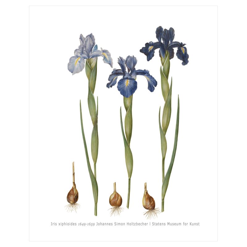 Iris xiphioides (1649-1659) – Botanical Art by Johannes Simon Holtzbecher– 16x20
