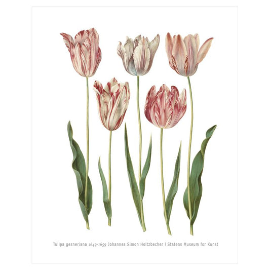 Tulipa gesneriana (1649-1659) Botanical Art Print by Johannes Simon Holtzbecker – 16x20" (40x50 cm)